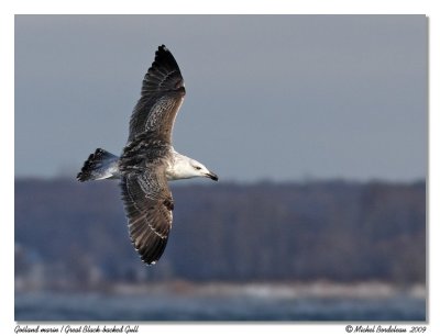 Goland marin - Great black backed gull