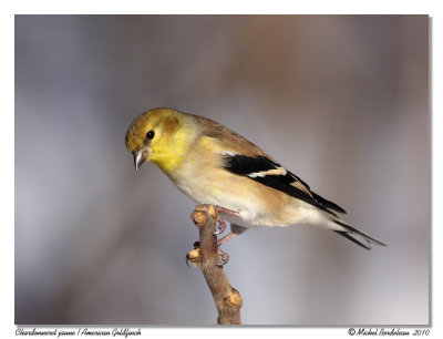 Chardonneret jaune  American Goldfinch