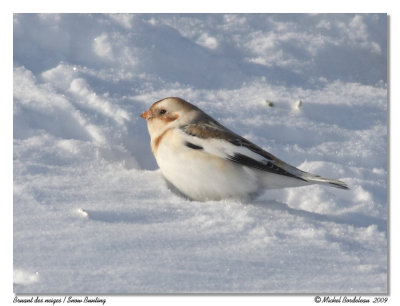 Bruant des neiges  Snow bunting