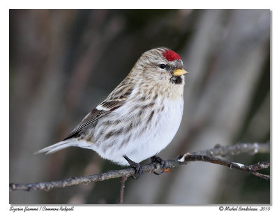 Sizerin flamm  Common Redpoll