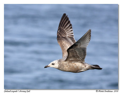 Goland argent - Herring Gull