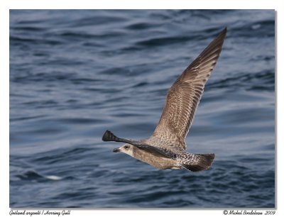 Goland argent - Herring Gull