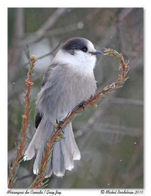 Msangeai du Canada  Gray jay