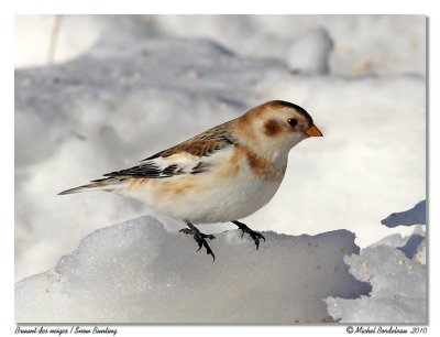 Bruant des neiges  Snow bunting