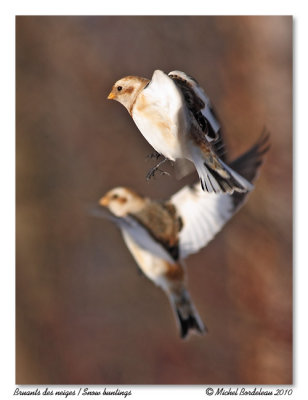 Bruant des neiges  Snow bunting