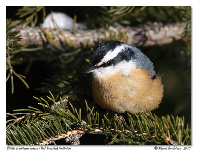 Sitelle  poitrine rousse  Red breasted nuthatch