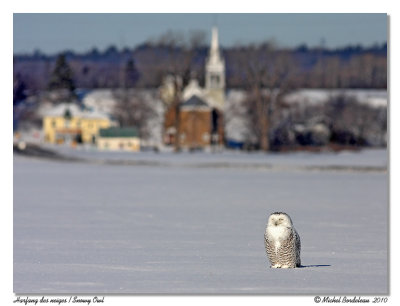 Harfang des neiges  Snowy Owl