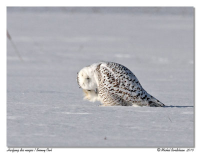 Harfang des neiges  Snowy owl