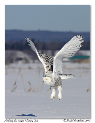 Harfang des neiges  Snowy owl