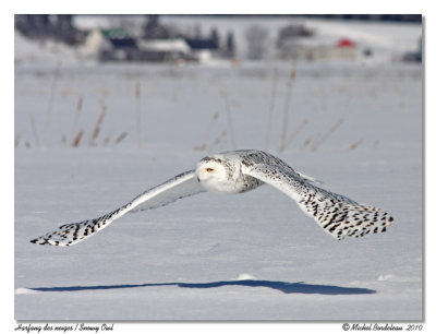 Harfang des neiges  Snowy owl