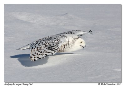 Harfang des neiges  Snowy owl