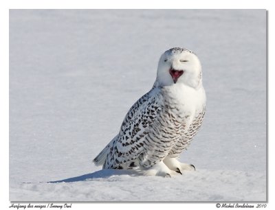 Harfang des neiges  Snowy owl