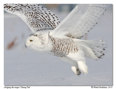 Harfang des neiges  Snowy owl