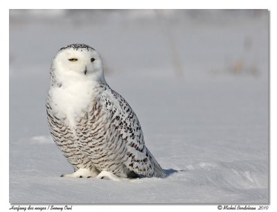 Harfang des neiges  Snowy owl