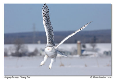 Harfang des neiges  Snowy owl