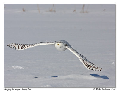 Harfang des neiges  Snowy owl