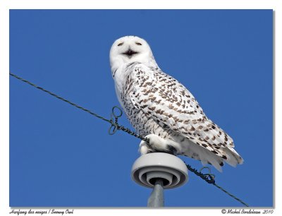 Harfang des neiges  Snowy owl