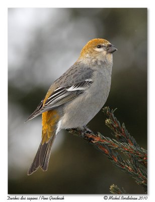 Durbec des sapins  Pine Grosbeak