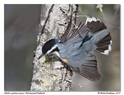 Sitelle  poitrine rousse <br> Red breasted nuthatch