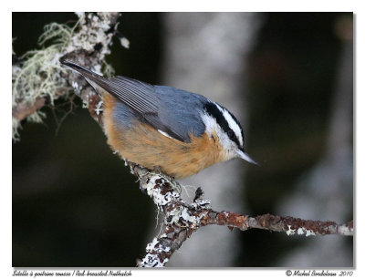 Sitelle  poitrine rousse  Red breasted nuthatch