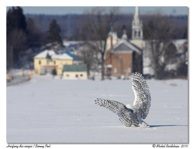 Harfang des neiges  Snowy Owl