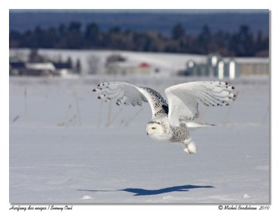 Harfang des neiges  Snowy owl