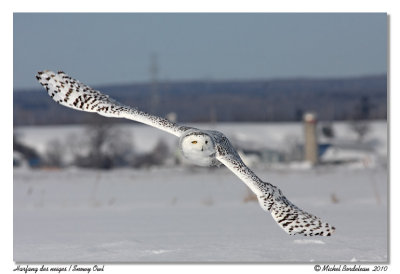 Harfang des neiges  Snowy owl