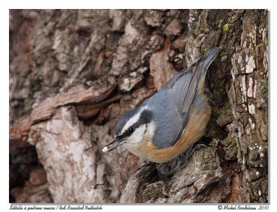 Sittelle  poitrine rousse  Red-breasted Nuthatch