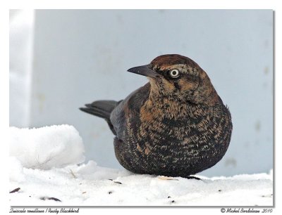 Quiscale rouilleux  Rusty Blackbird