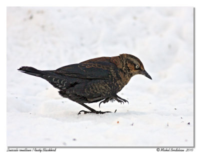 Quiscale rouilleux  Rusty Blackbird