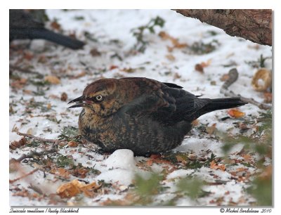 Quiscale rouilleux <br> Rusty Blackbird