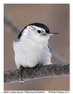 Sittelle  poitrine blanche  White-breasted Nuthatch