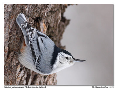 Sitelle  poitrine blanche  White-breasted Nuthatch