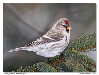 Sizerin flamm  Common redpoll