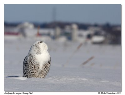 Harfang des neiges  Snowy Owl