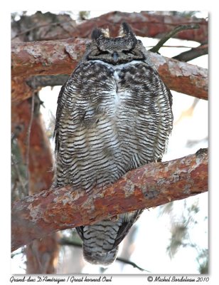 Grand-duc d'Amrique  Great horned Owl