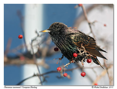 tourneau sansonnet  European Starling