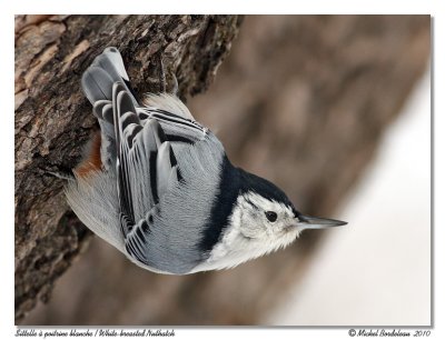 Sittelle  poitrine blanche  White-breasted Nuthatch