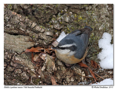 Sitelle  poitrine rousse  Red breasted nuthatch