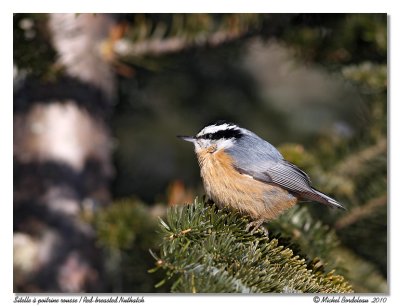 Sittelle  poitrine rousse  Red-breasted Nuthatch