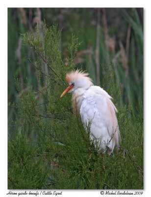 Hron garde-boeufs  Cattle Egret