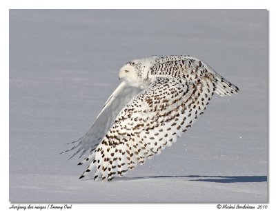 Harfang des neiges  Snowy Owl