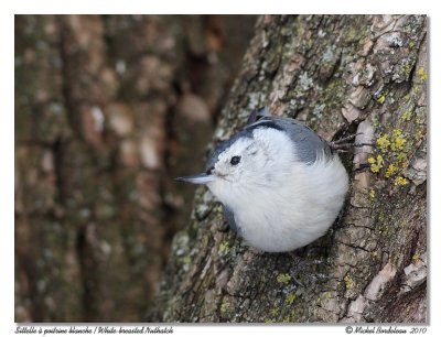 Sittelle  poitrine blanche  White-breasted Nuthatch