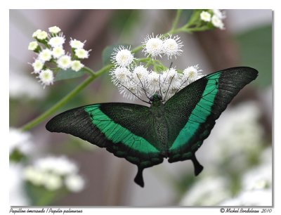 Papilio palinurus  Papillon meraude
