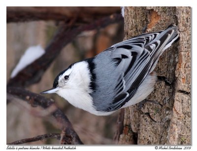 Sittelle  poitrine blanche  White-breasted Nuthatch