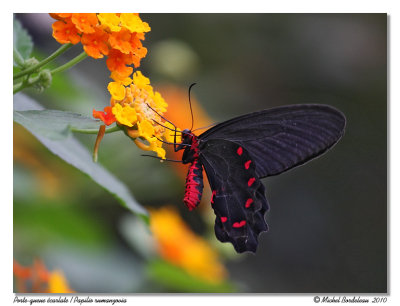 Papilio rumanzovia <br> Porte-queue carlate