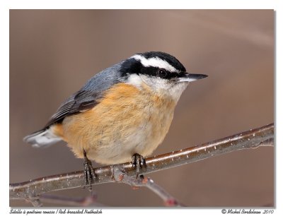 Sitelle  poitrine rousse  Red-breasted Nuthatch