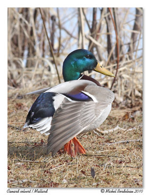 Canard colvert  Mallard