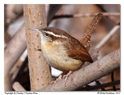 Troglodyte de Caroline  Carolina Wren