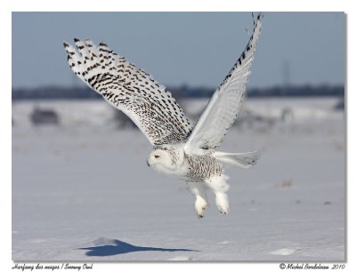 Harfang des neiges  Snowy Owl